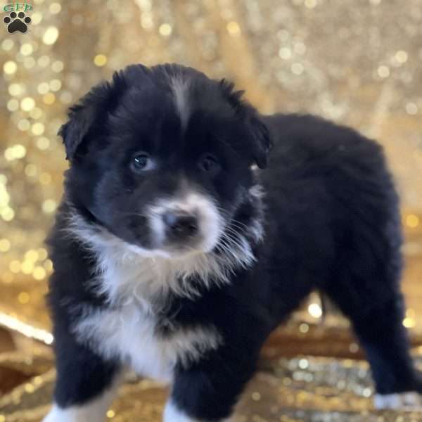 Lady, Australian Shepherd Puppy